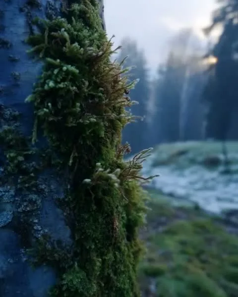 Ariaviva, moss on rock