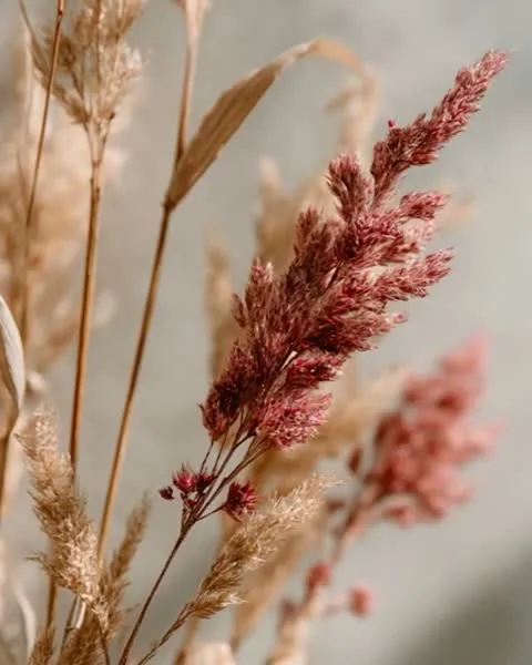 Milk & Strawberry, still life with dried flowers